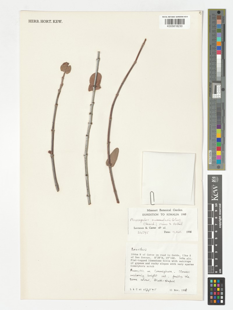 Plicosepalus nummulariifolius