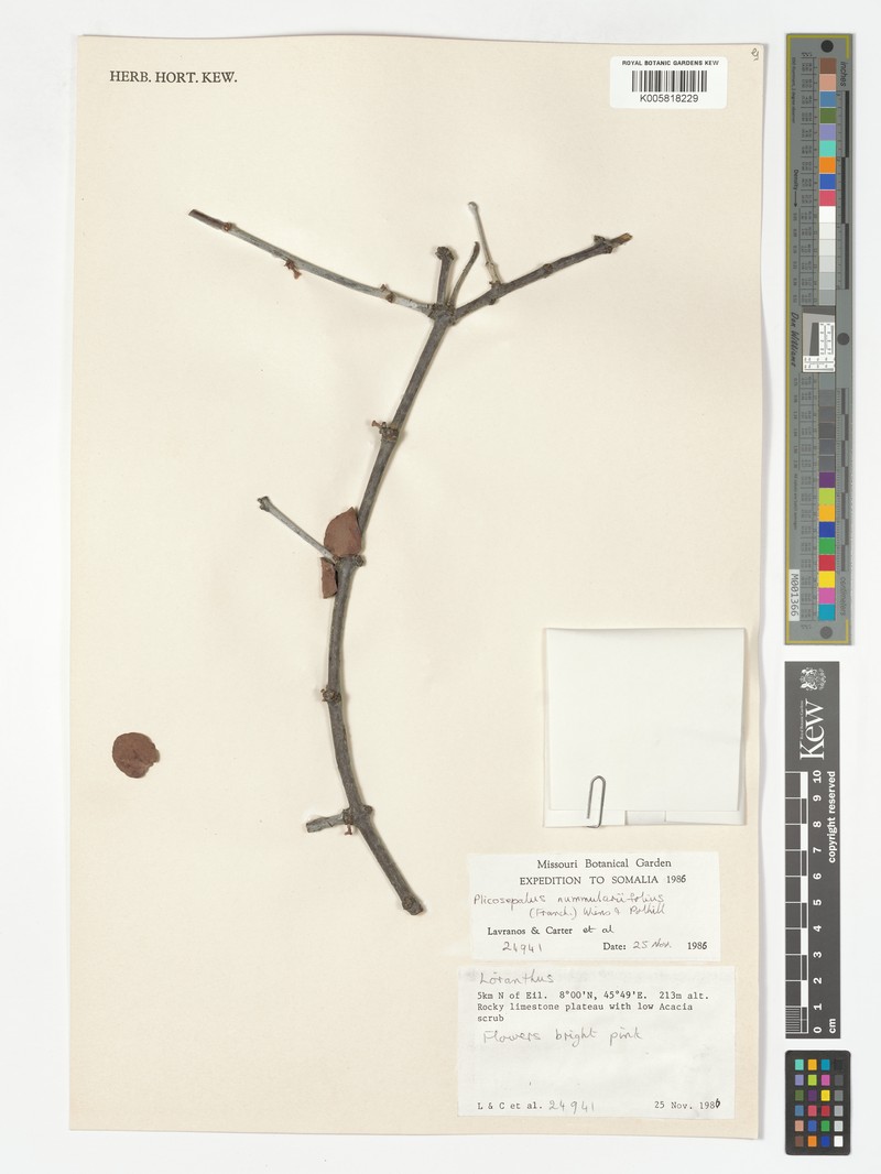 Plicosepalus nummulariifolius photo 2