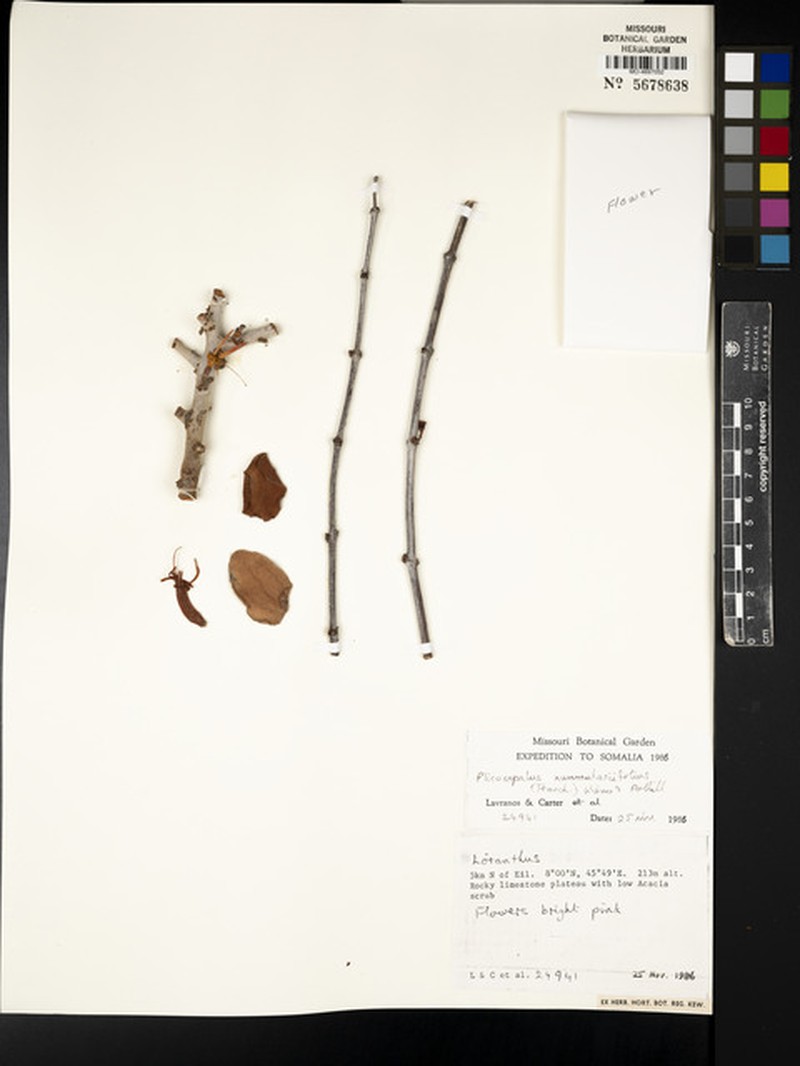 Plicosepalus nummulariifolius photo 3