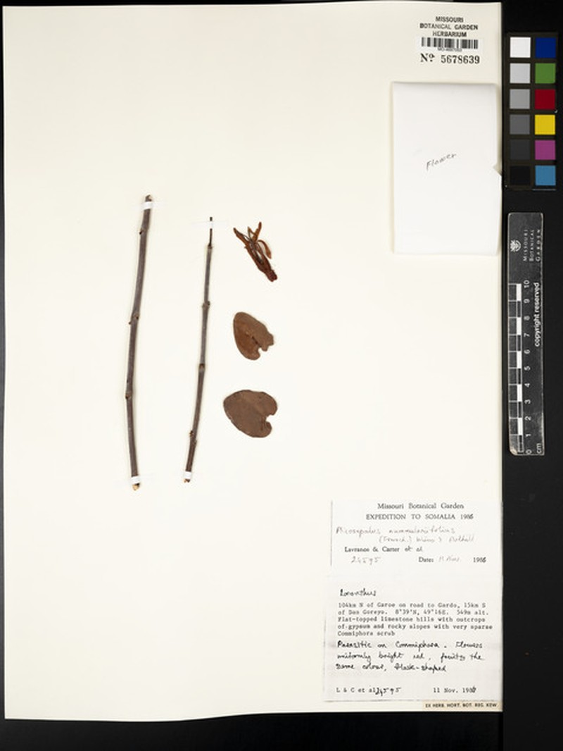 Plicosepalus nummulariifolius photo 4