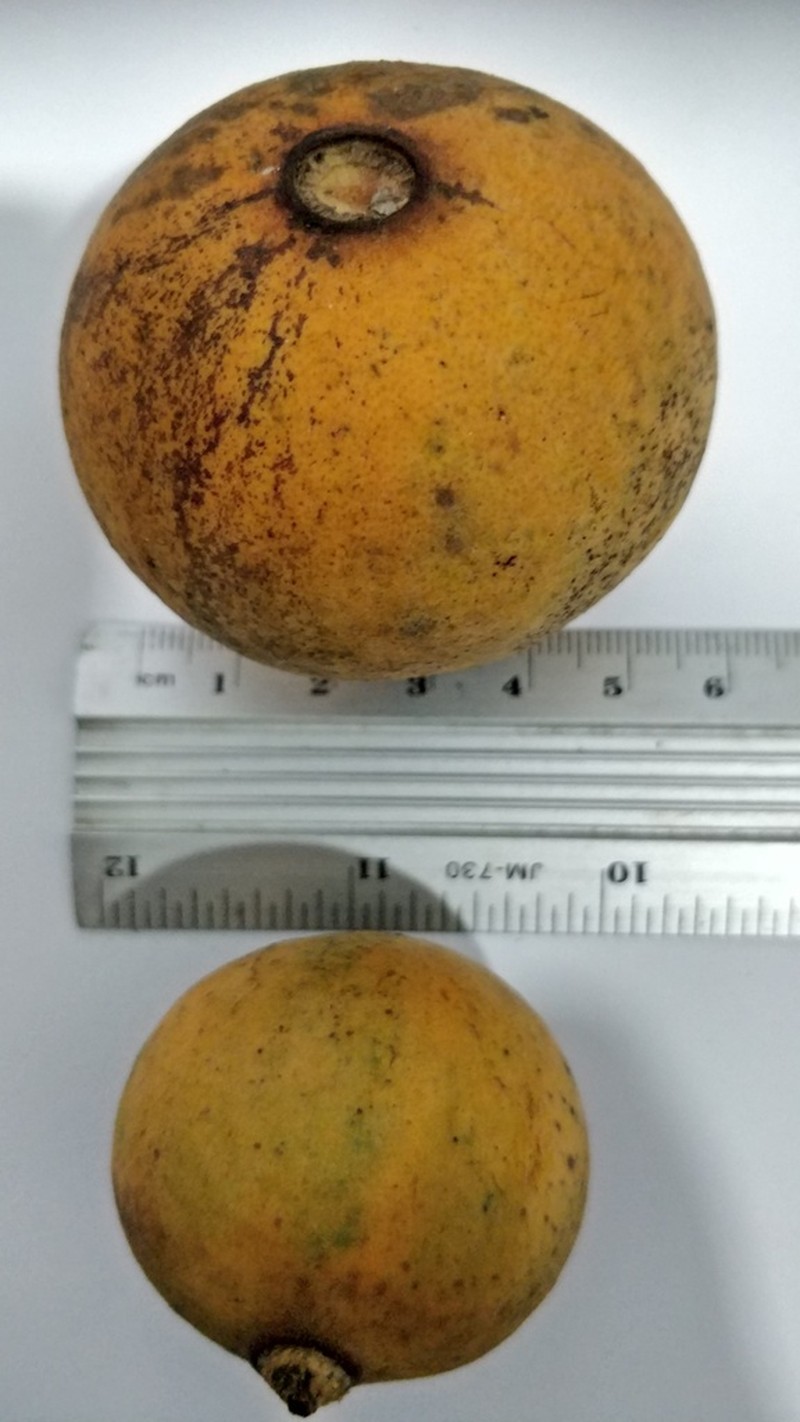 Plinia costaricensis