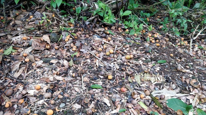Plinia costaricensis photo 2