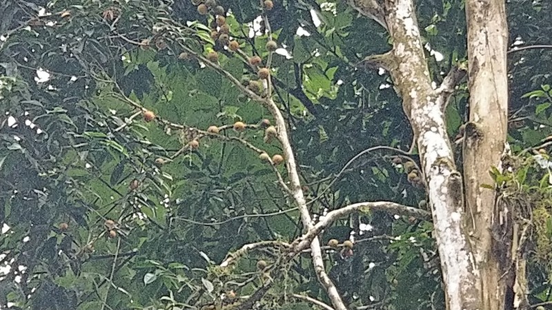 Plinia costaricensis photo 3
