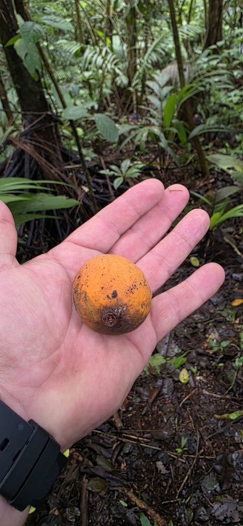 Plinia costaricensis photo 4