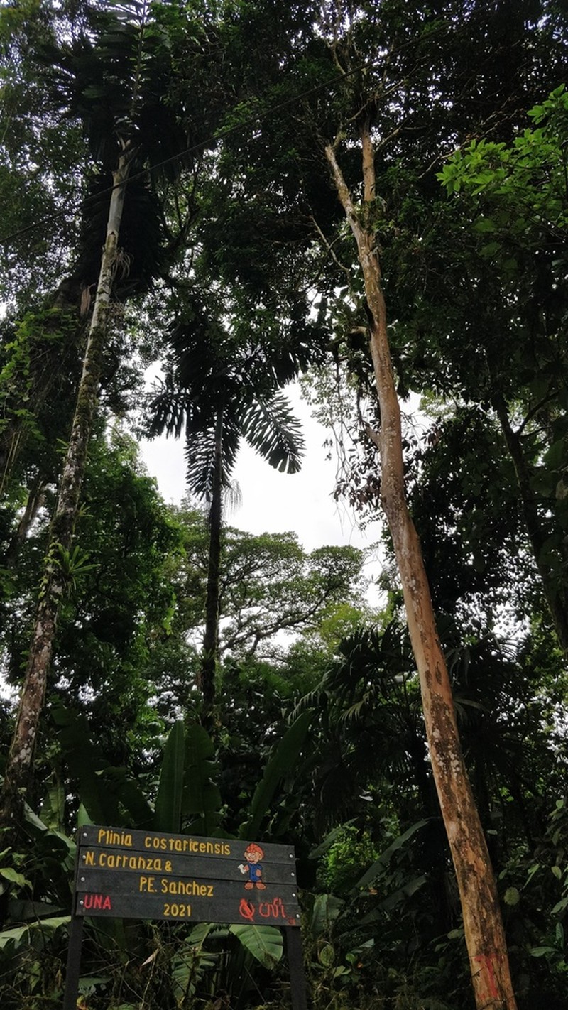 Plinia costaricensis photo 5