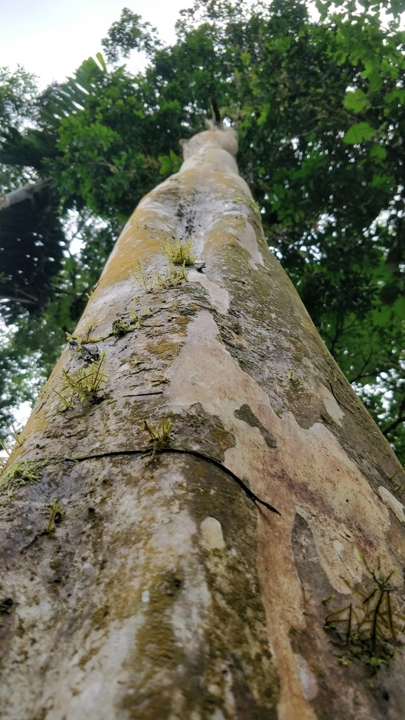 Plinia costaricensis photo 6
