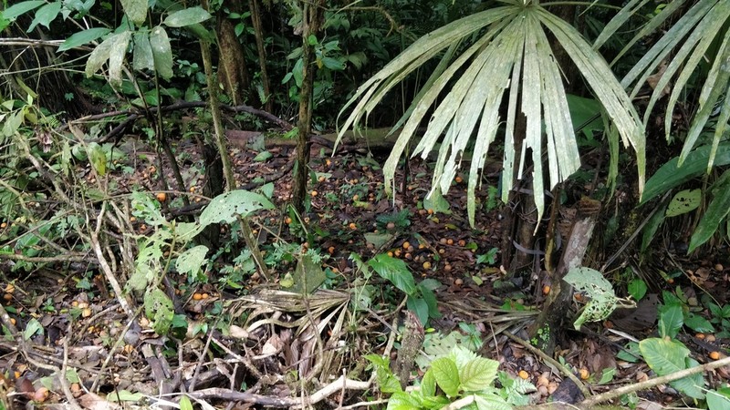 Plinia costaricensis photo 7