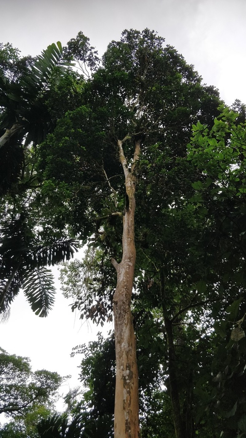 Plinia costaricensis photo 8