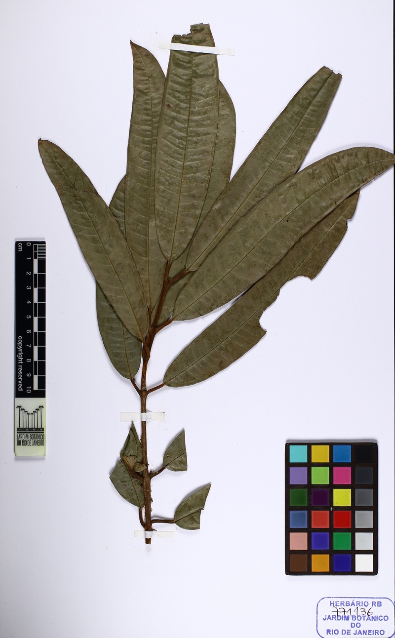 Plinia longa