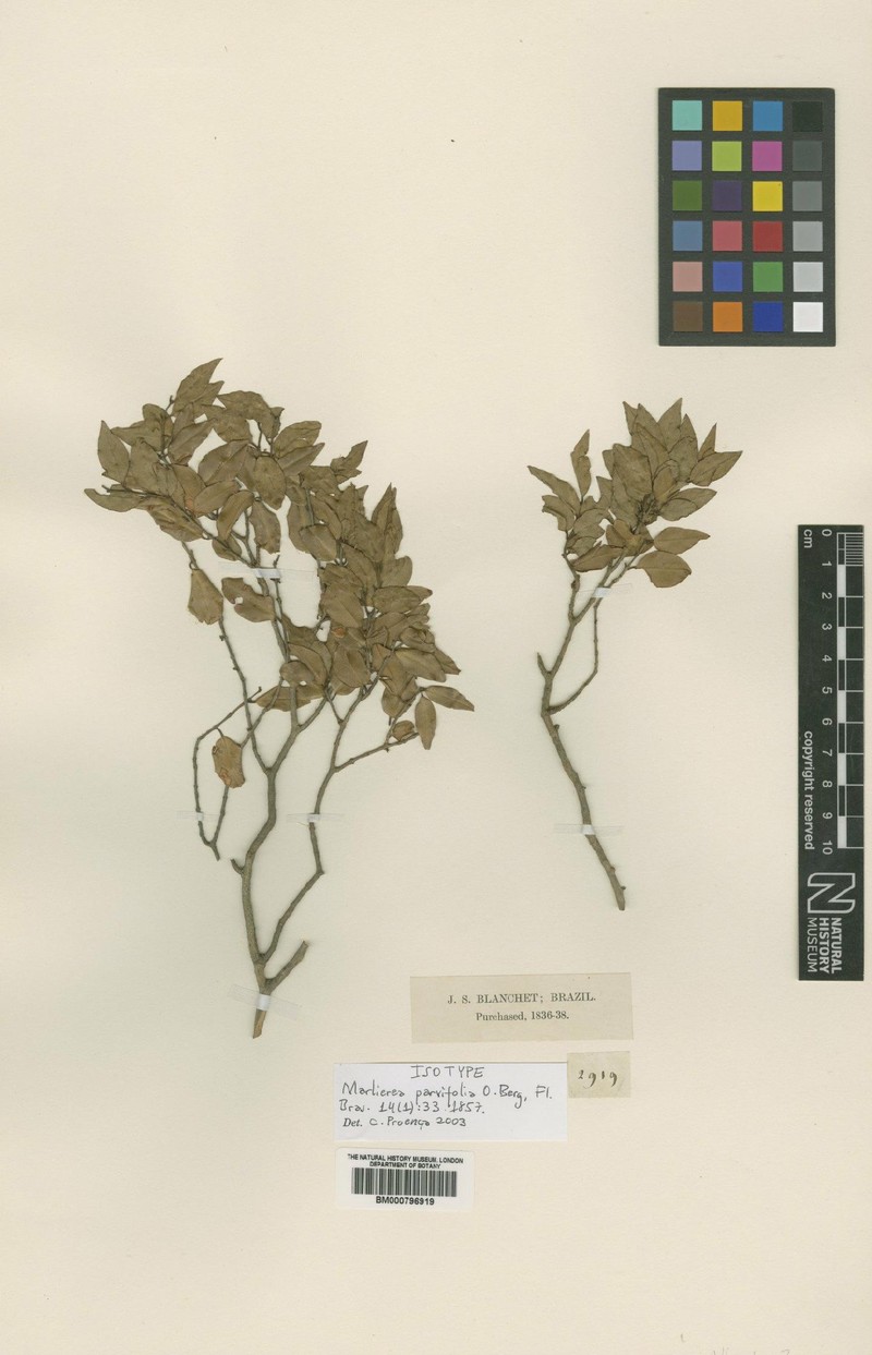 Plinia parvifolia