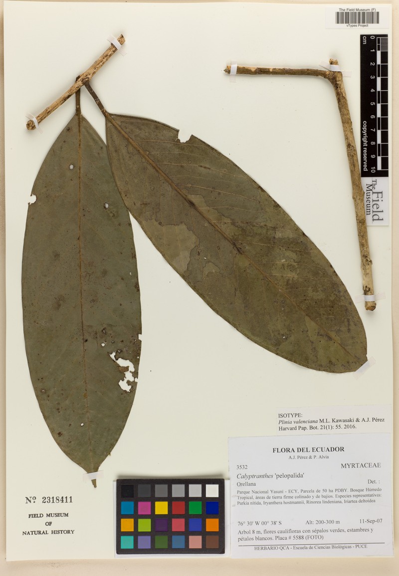 Plinia valenciana