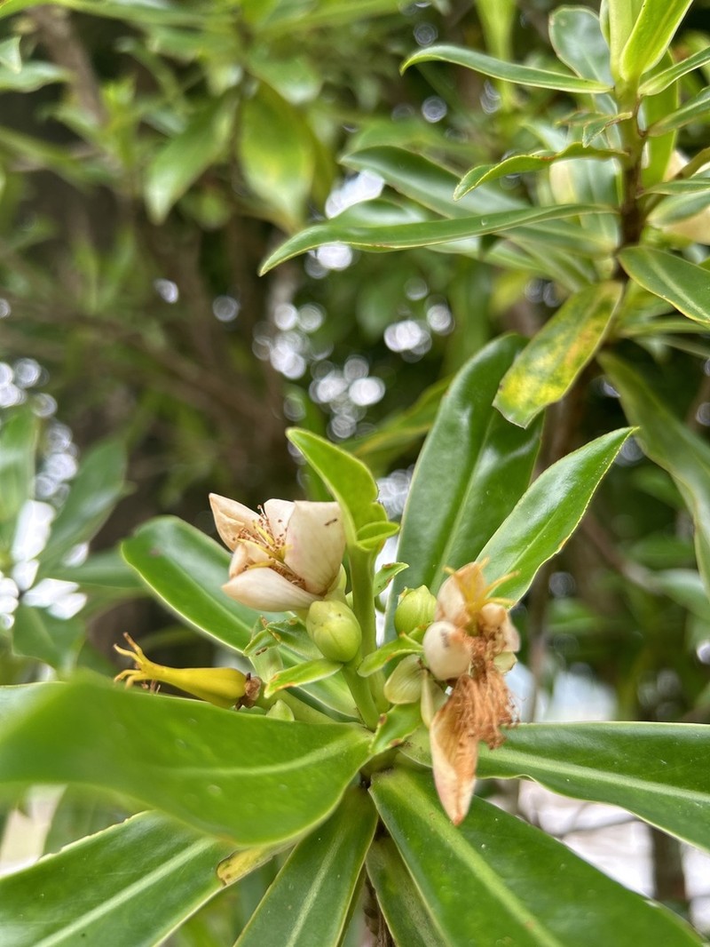 Ploiarium elegans photo 2