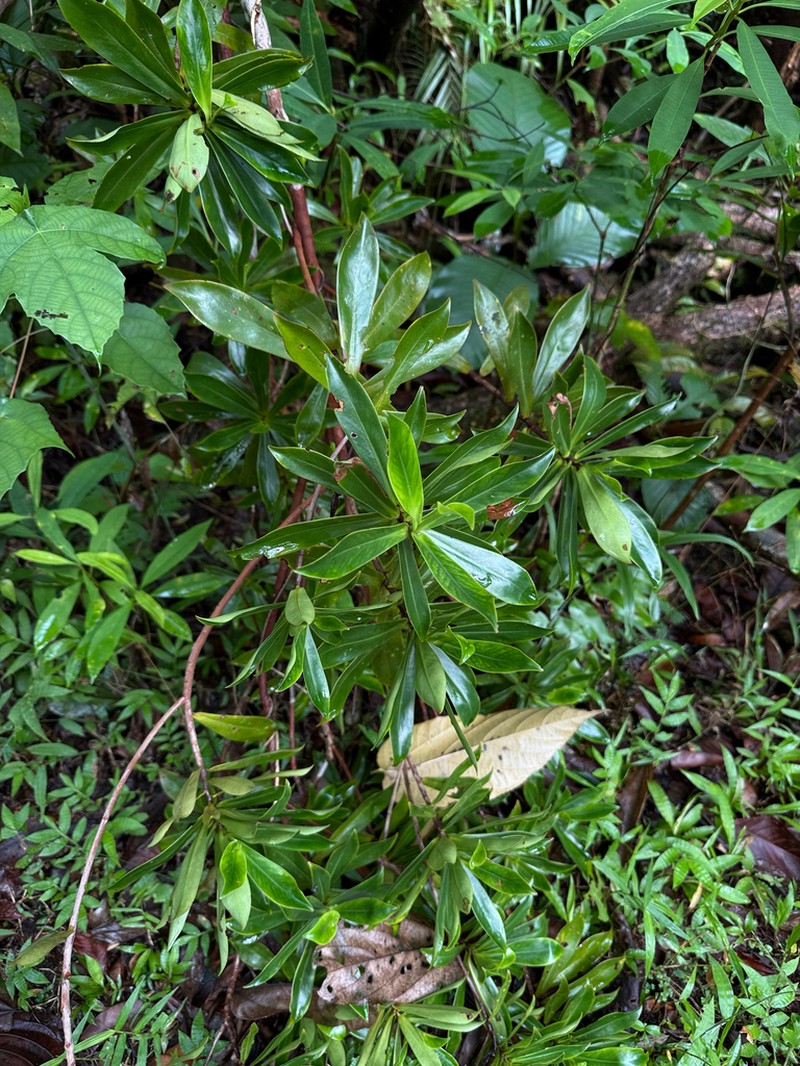 Ploiarium elegans photo 5
