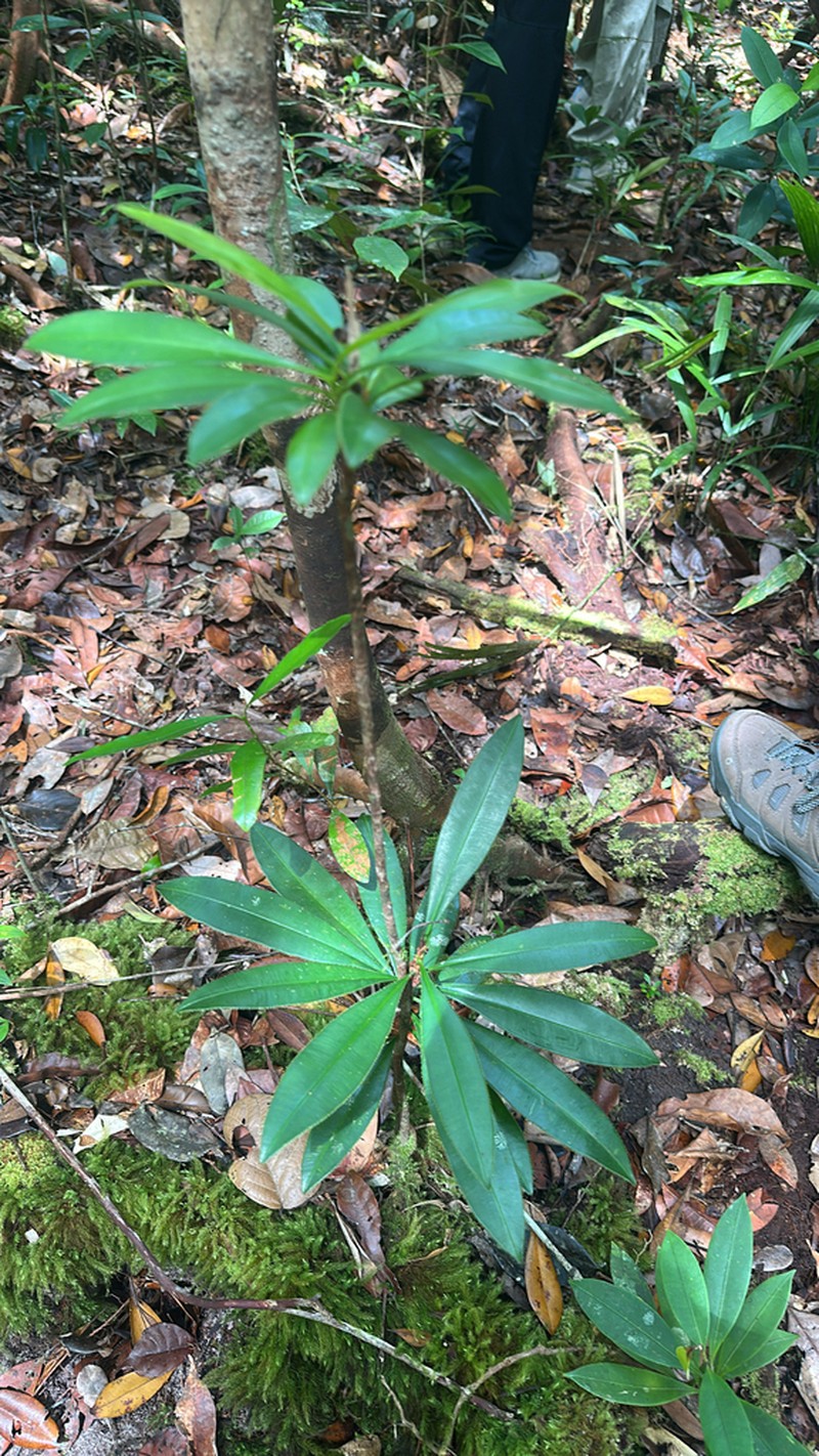 Ploiarium elegans photo 6