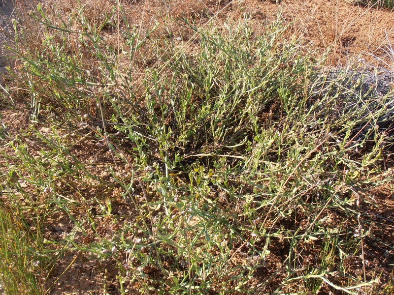 Pluchea alata photo 3