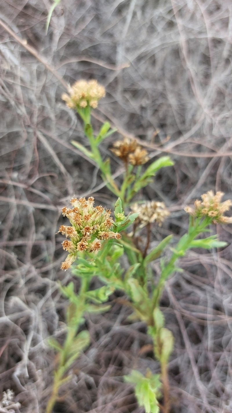 Pluchea alata photo 4
