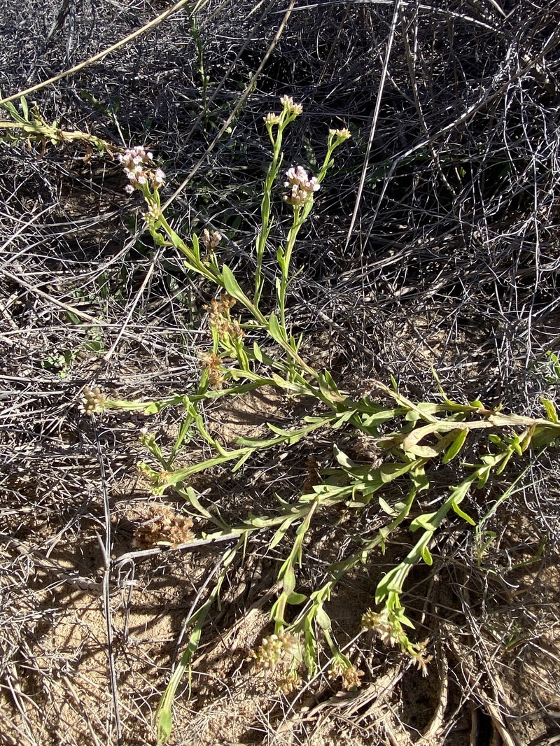 Pluchea alata photo 6