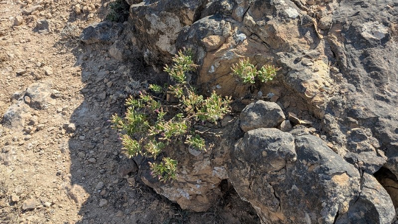Pluchea arabica photo 3