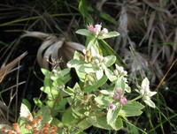 Rosy Camphorweed