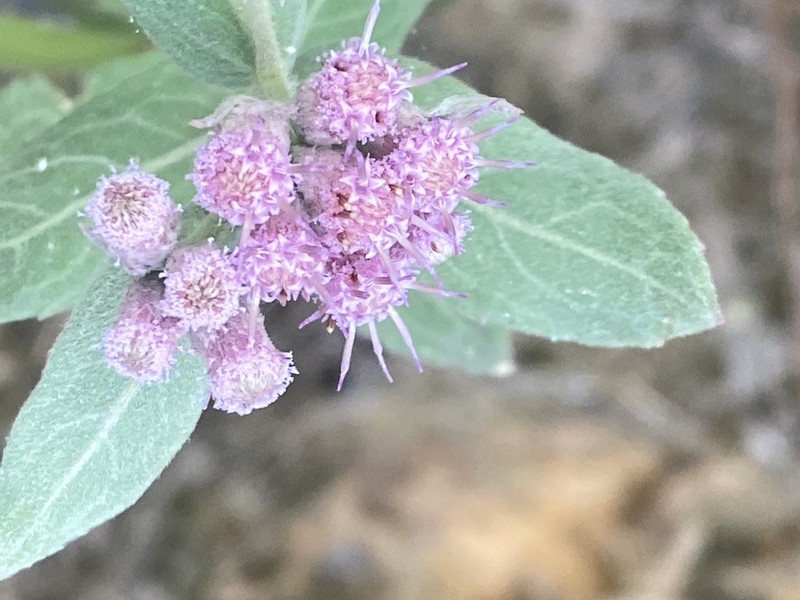 Rosy Camphorweed photo 2