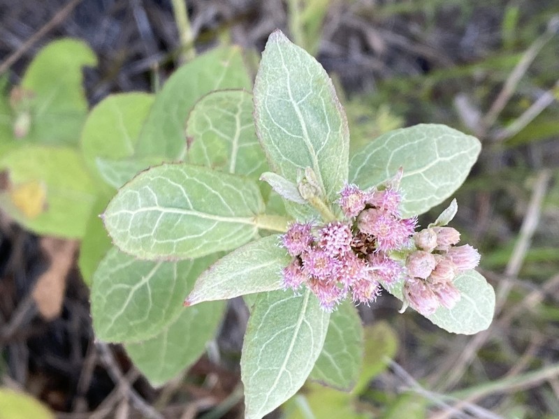 Rosy Camphorweed photo 3