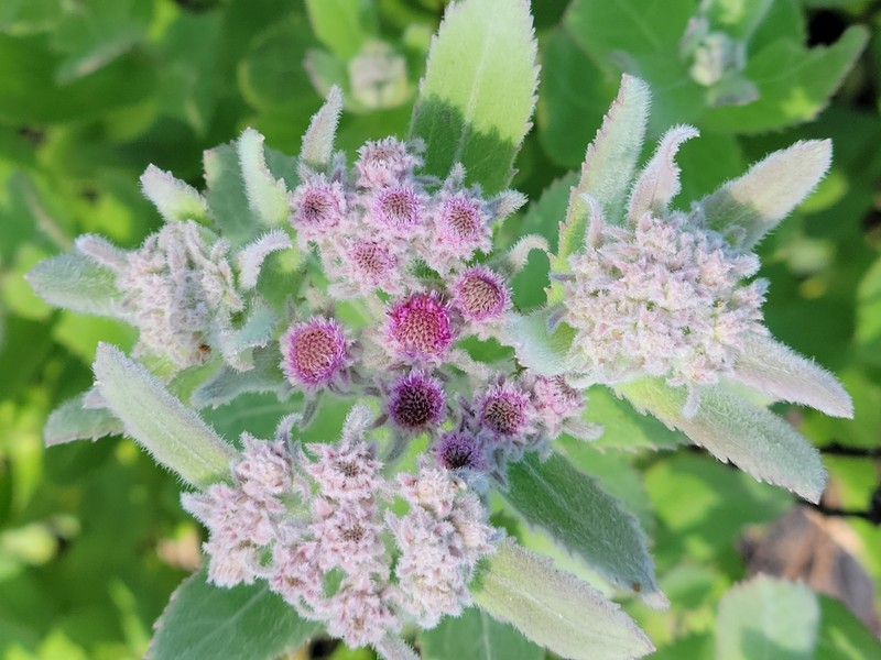 Rosy Camphorweed photo 4