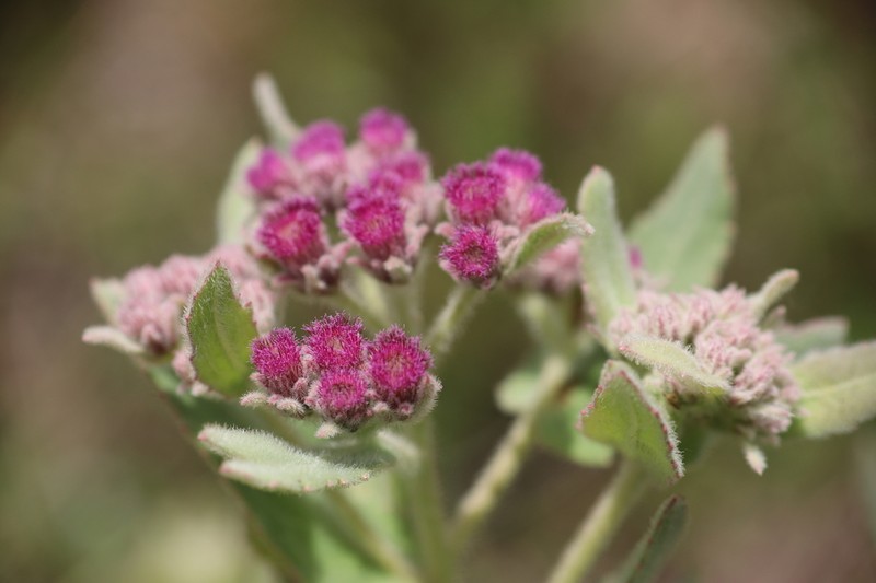 Rosy Camphorweed photo 5
