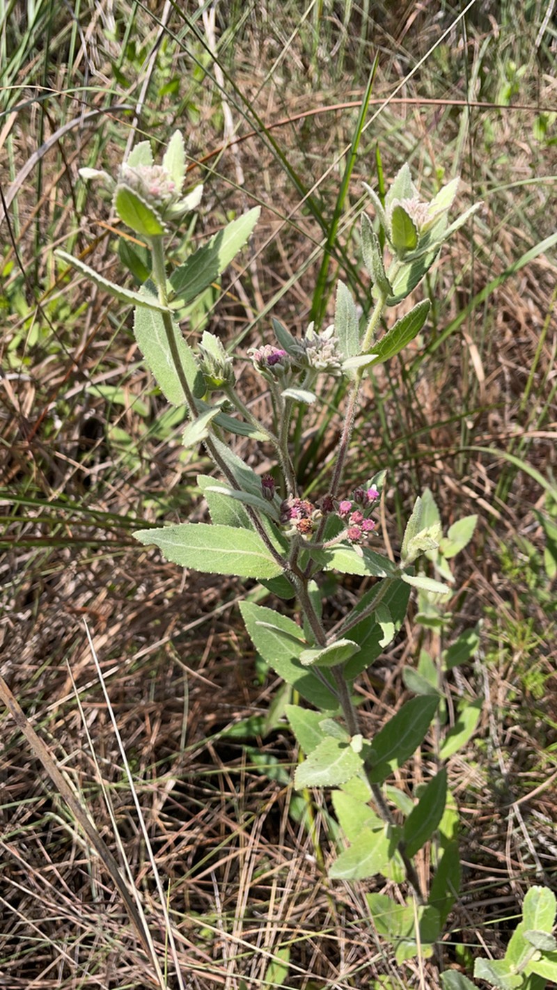 Rosy Camphorweed photo 6