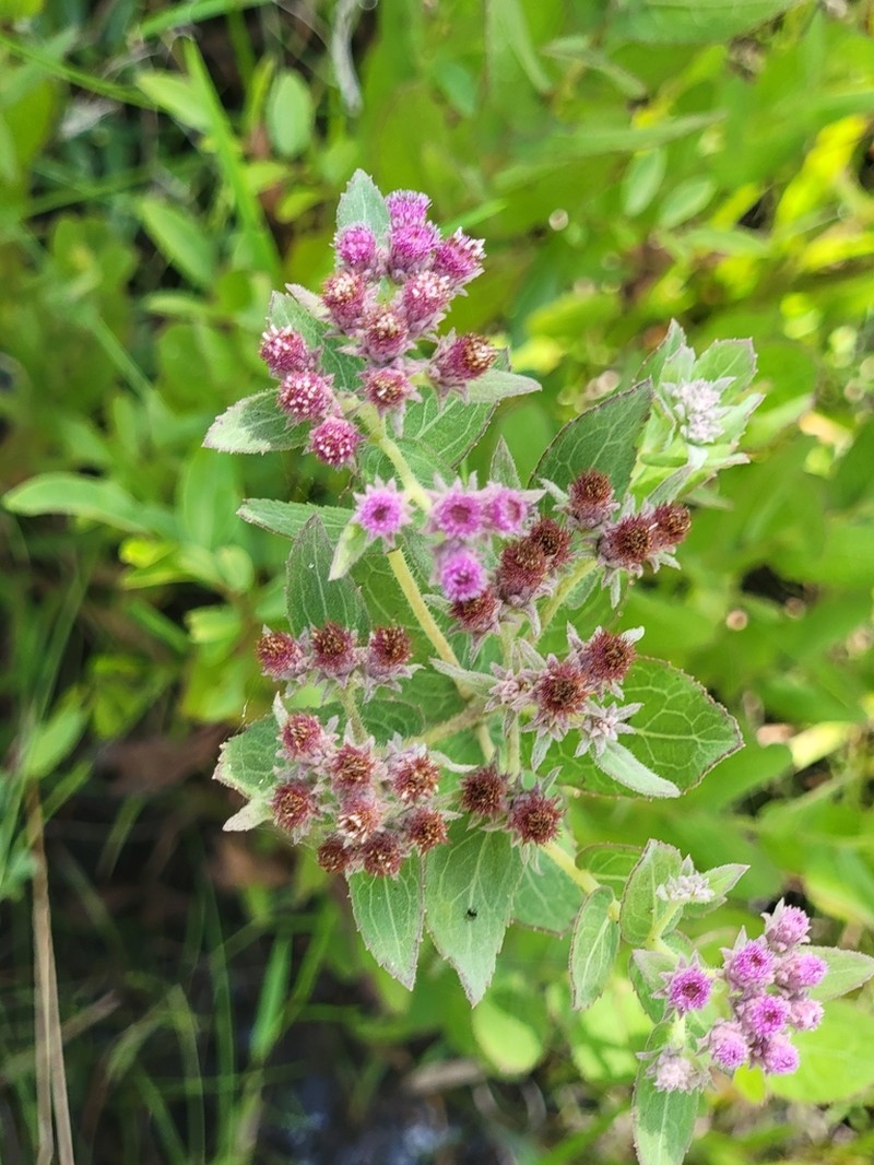 Rosy Camphorweed photo 7