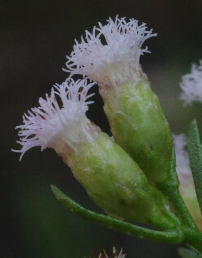 Pluchea baccharoides