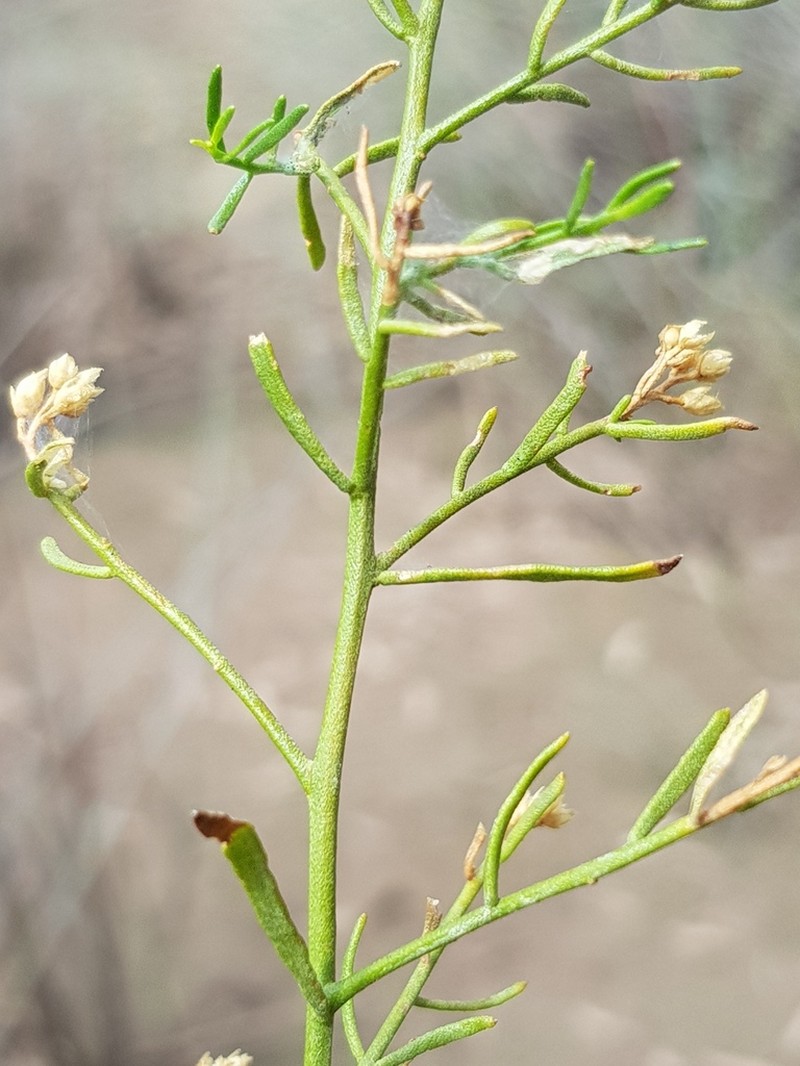 Pluchea baccharoides photo 2