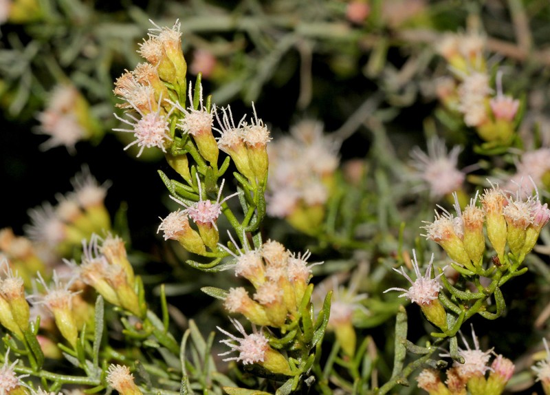 Pluchea baccharoides photo 3