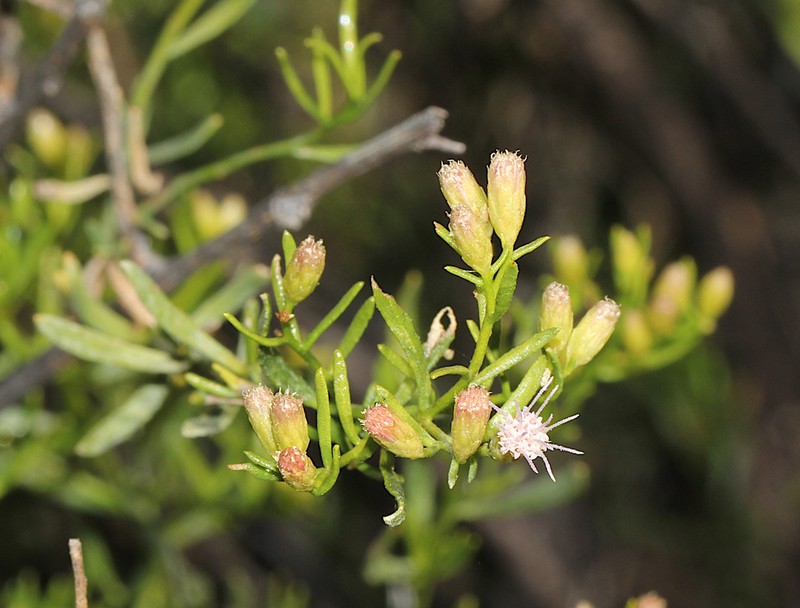 Pluchea baccharoides photo 4