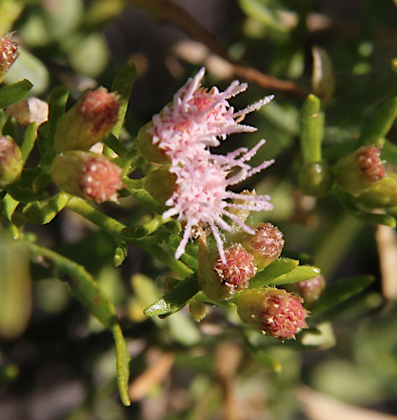 Pluchea baccharoides photo 5