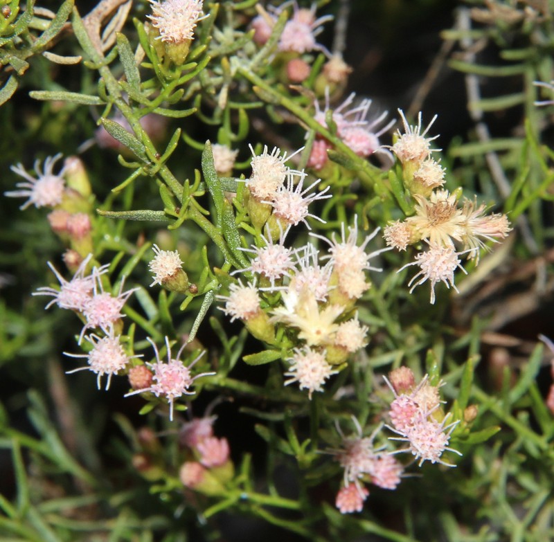 Pluchea baccharoides photo 6