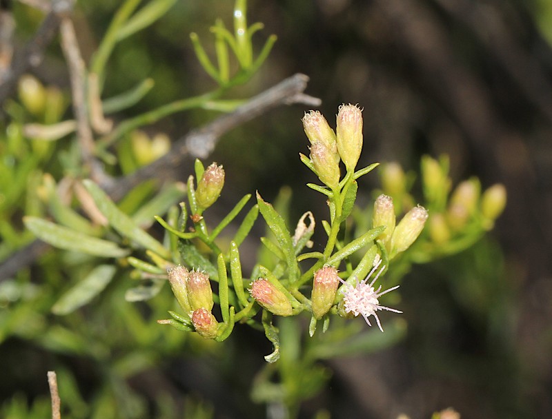Pluchea baccharoides photo 8