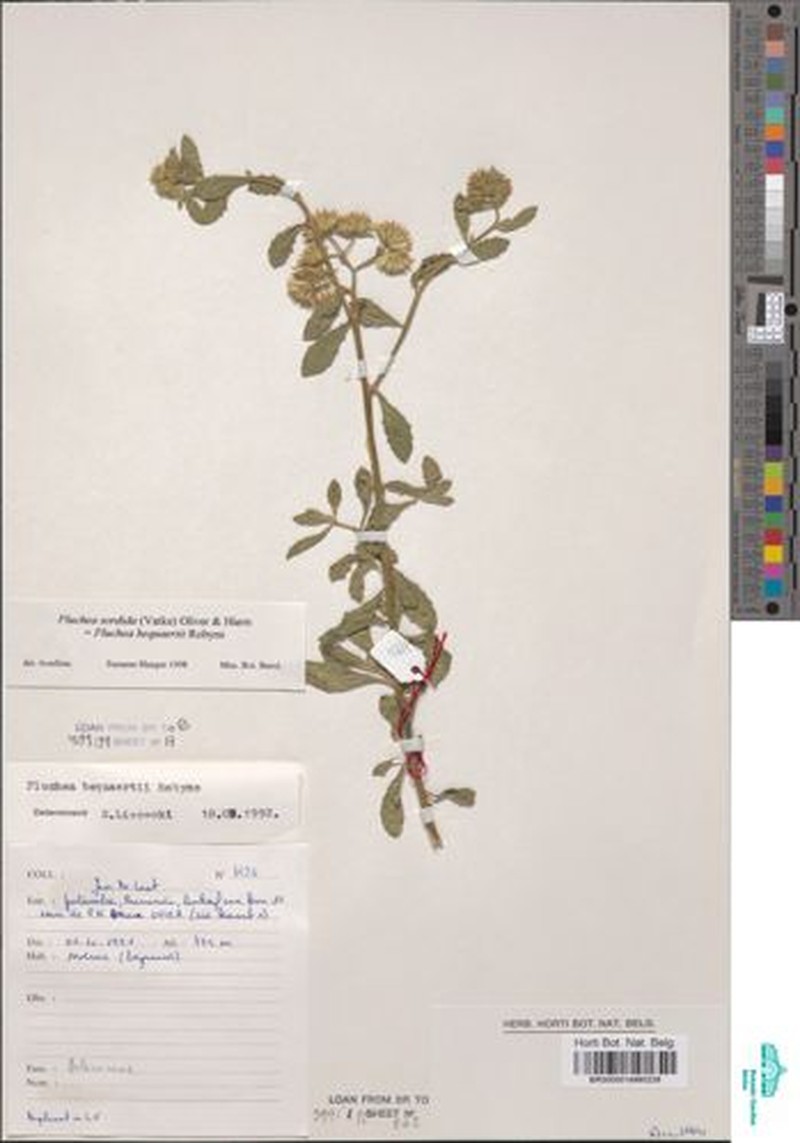 Pluchea bequaertii