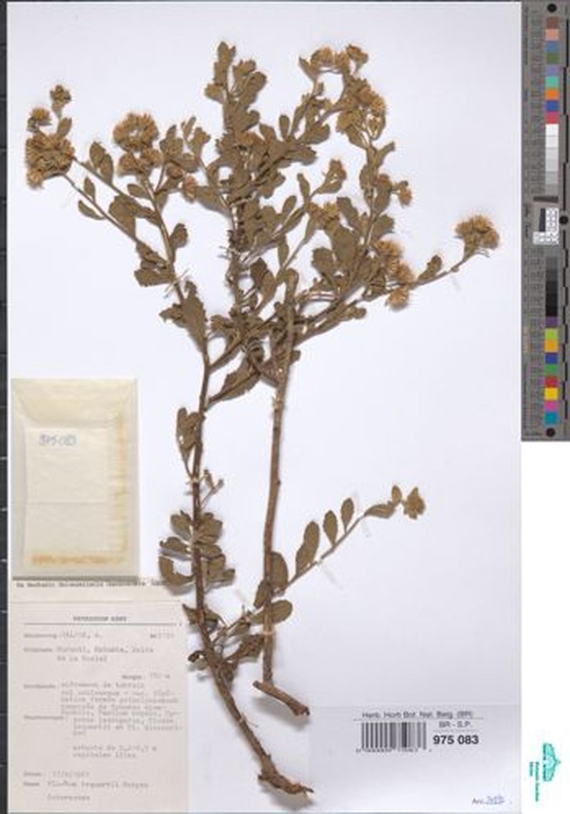 Pluchea bequaertii photo 2