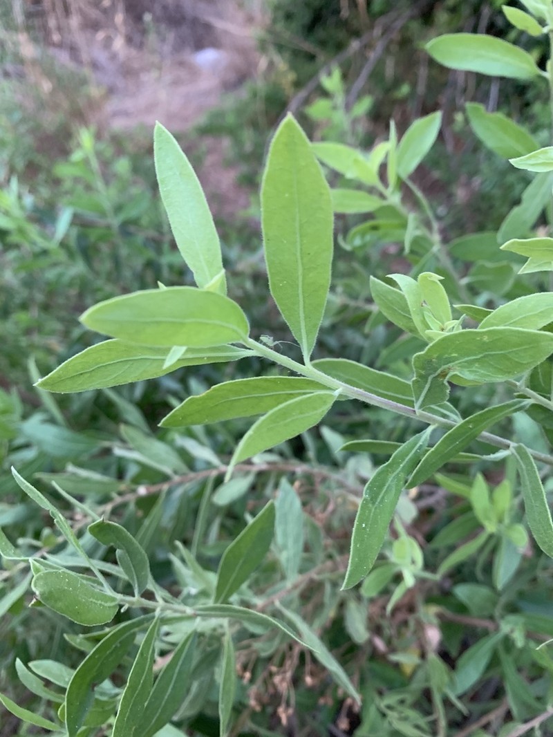 Pluchea bojeri photo 4