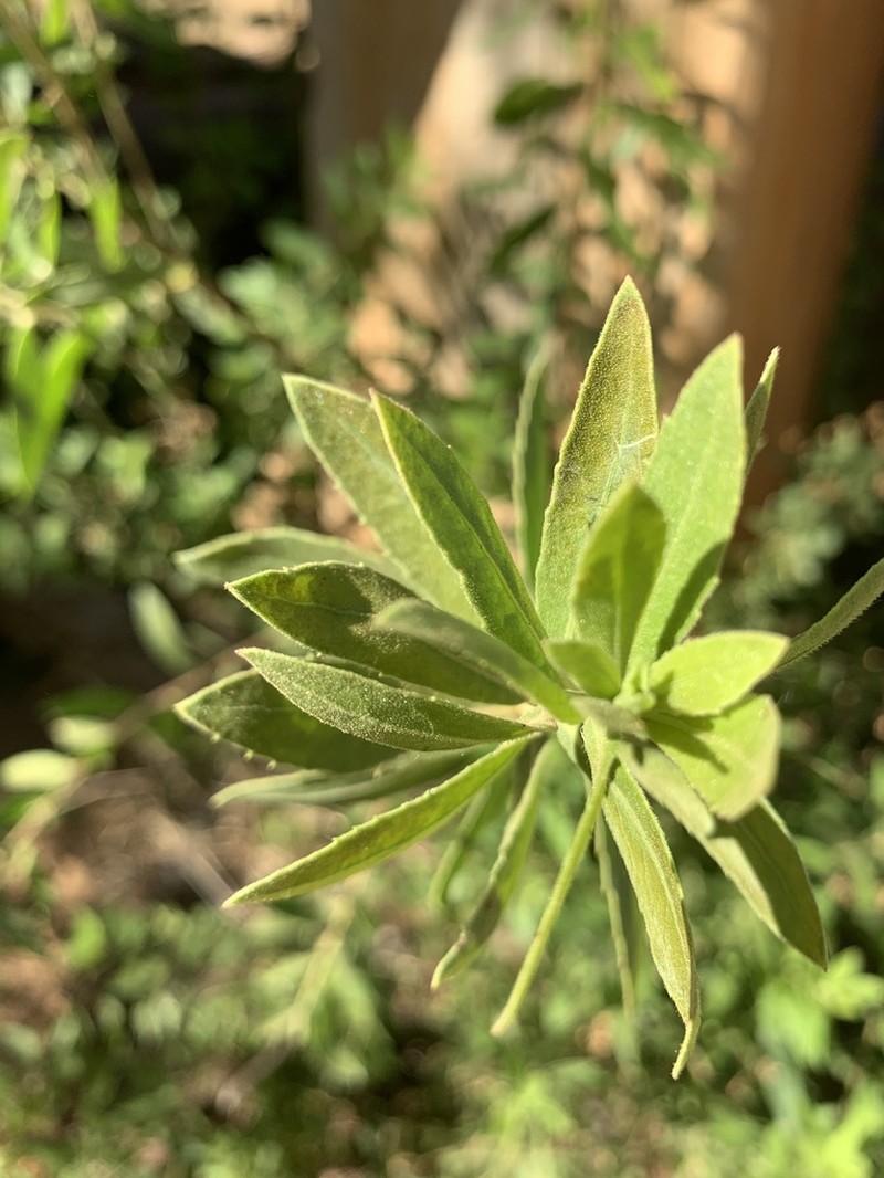 Pluchea bojeri photo 5