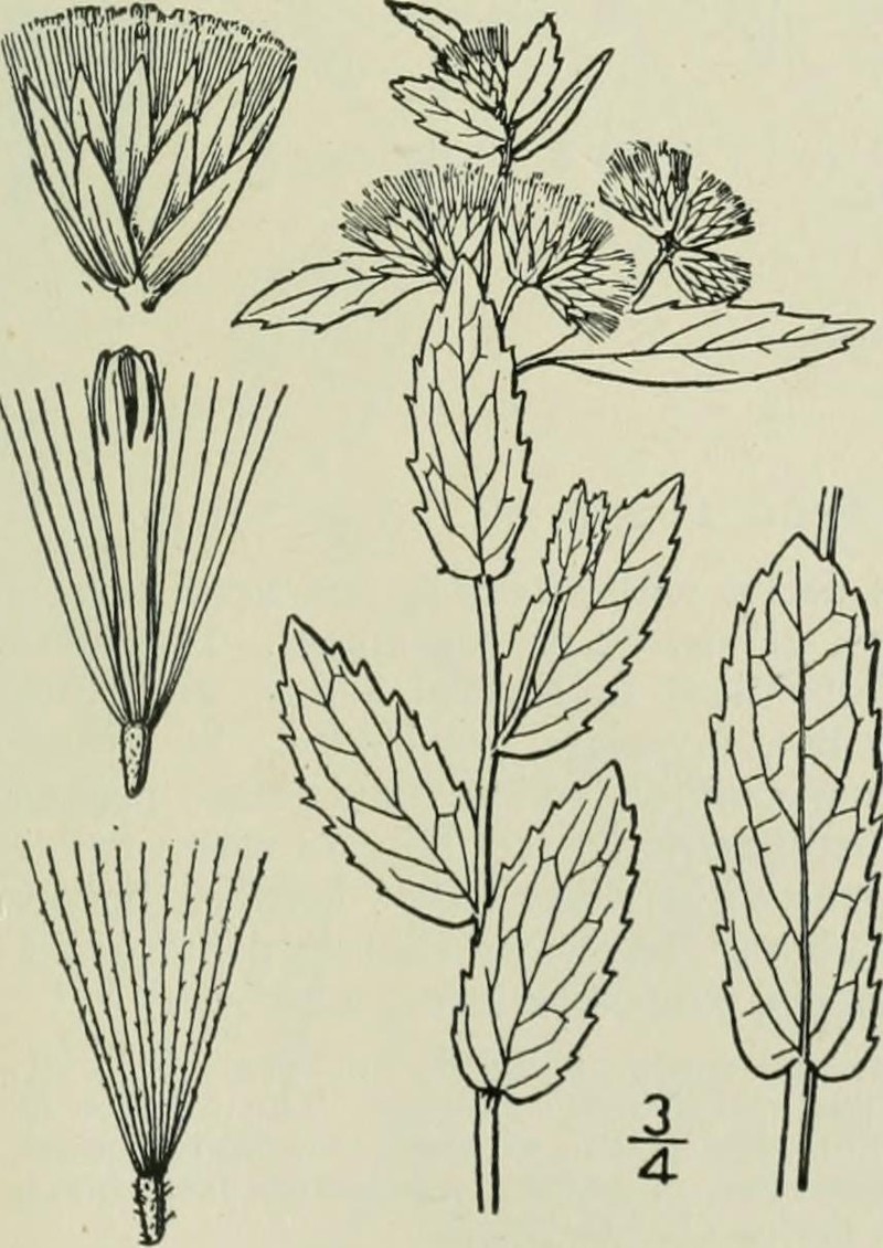 Camphor Pluchea photo 2