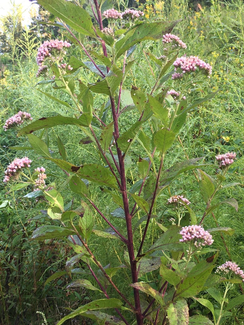 Camphor Pluchea