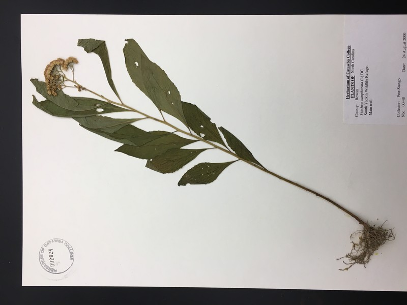 Camphor Pluchea photo 3