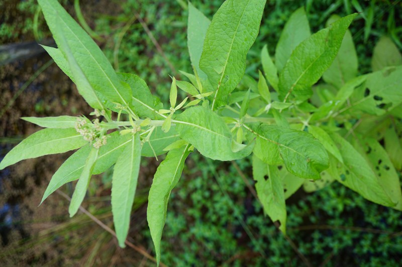 Camphor Pluchea photo 4