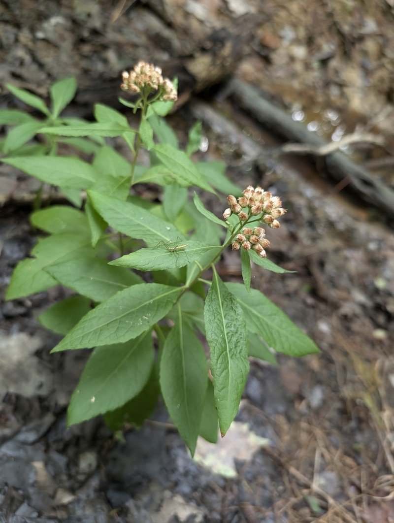 Camphor Pluchea photo 4