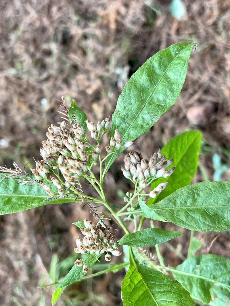 Camphor Pluchea photo 5