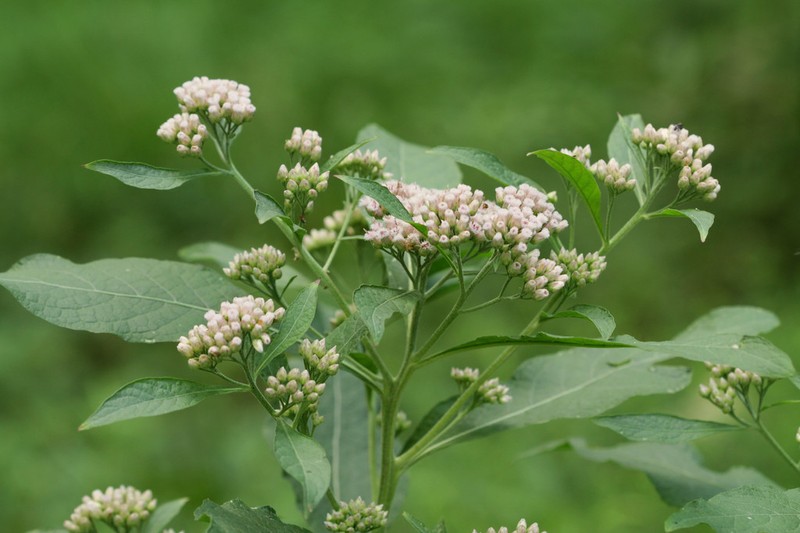 Camphor Pluchea photo 6