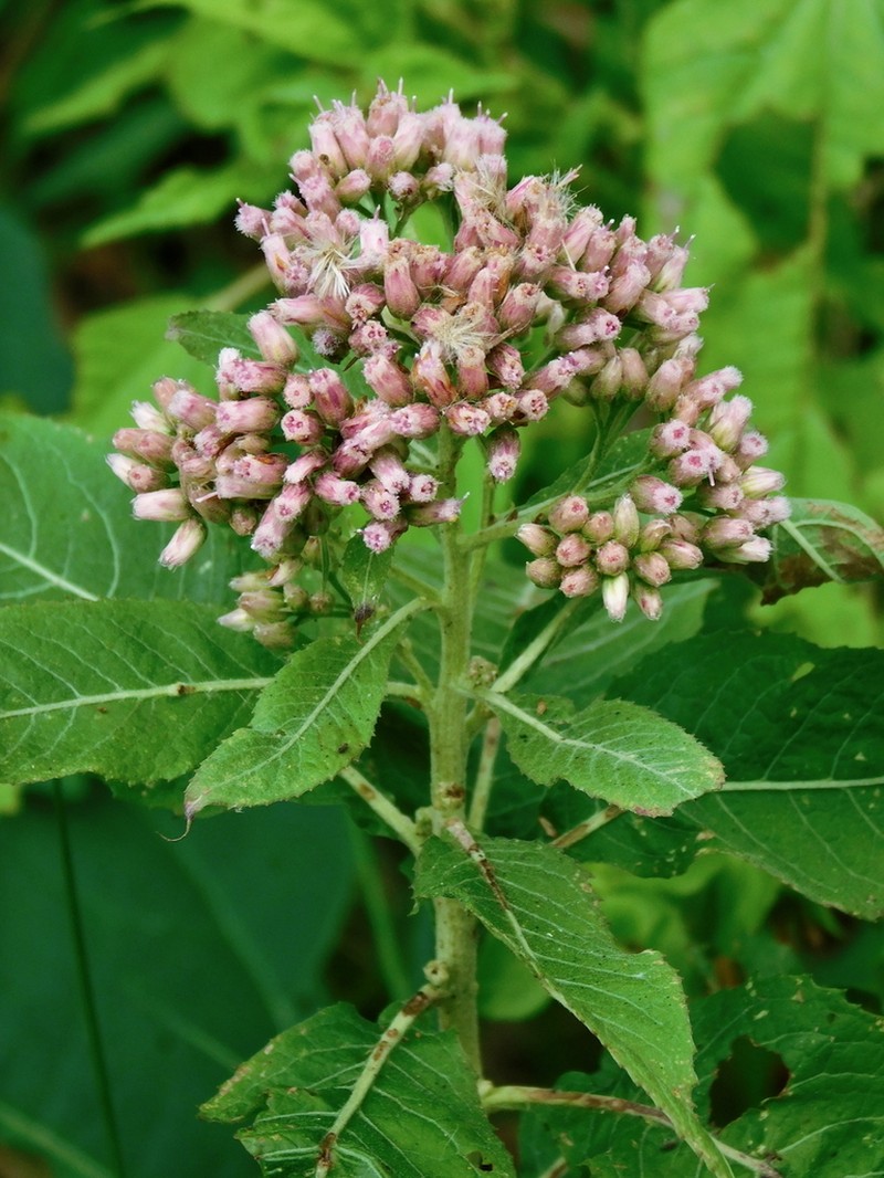 Camphor Pluchea photo 8