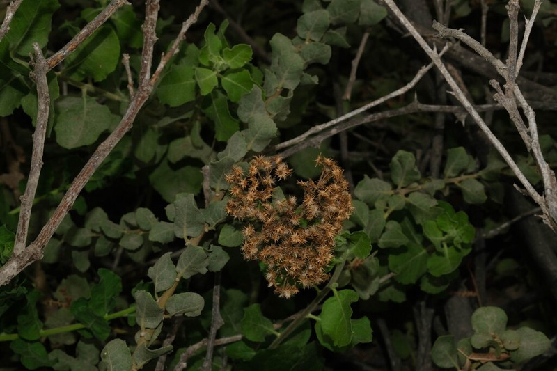 Pluchea chingoyo photo 4