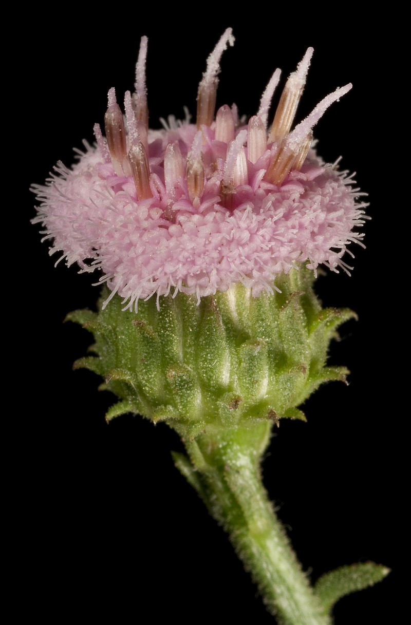 Pluchea dentex